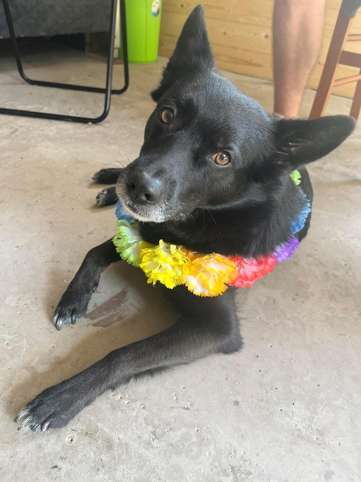 Cane scomparso a Nichelino: la padrona offre ricompensa