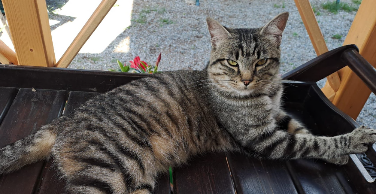 Pensava di andare in vacanza con "i suoi umani", invece lo hanno abbandonato