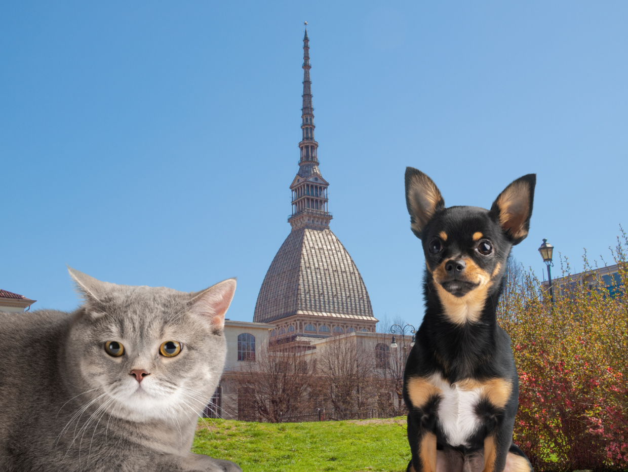 I torinesi spendono più di 1000 euro all'anno per gli animali domestici: il capoluogo piemontese supera la media nazionale