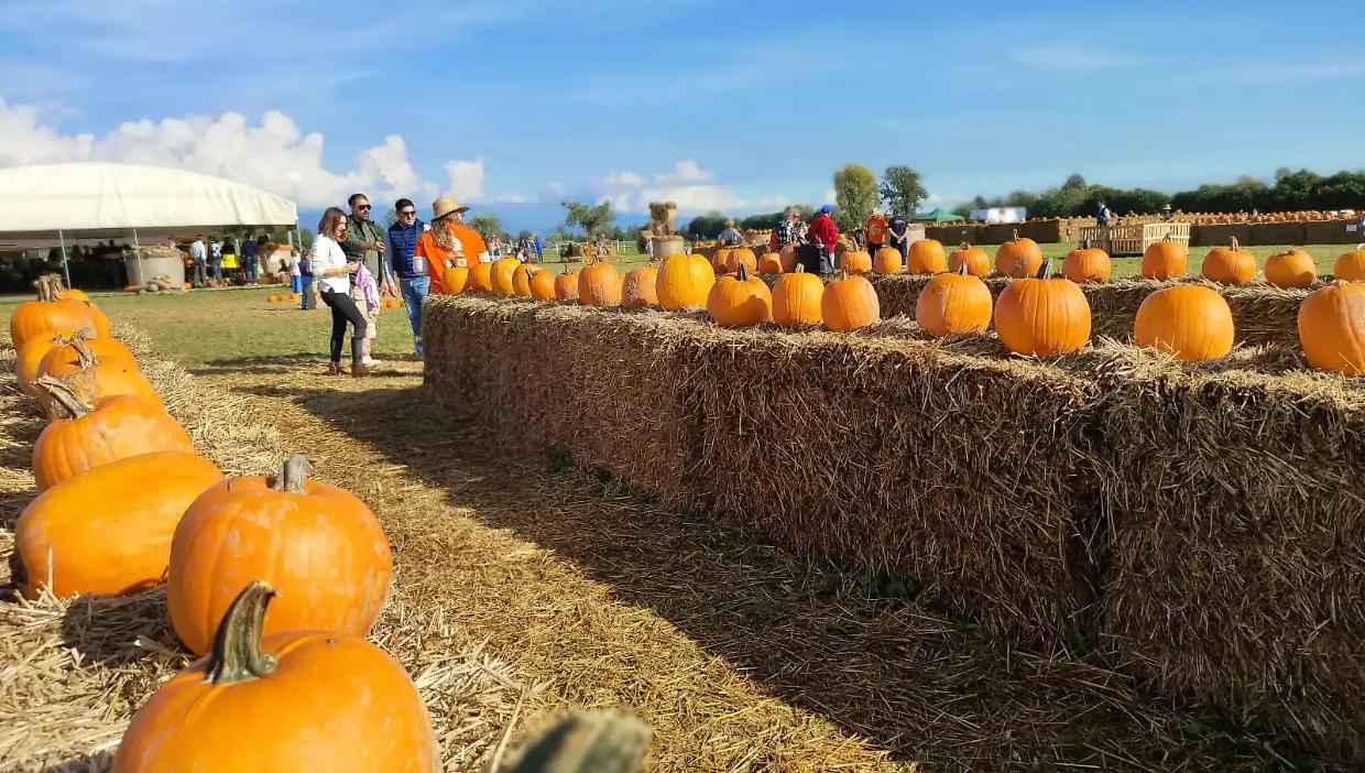 Favria si colora d'autunno con il suo campo di zucche