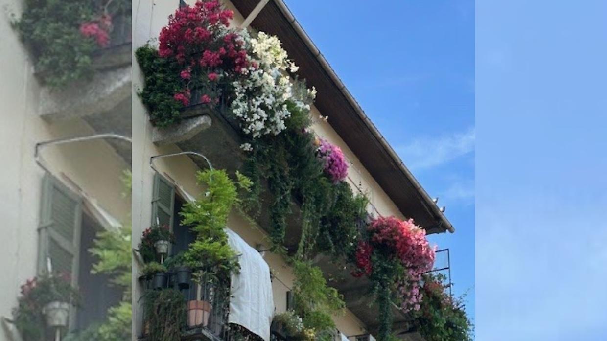 Premiato il balcone più bello del 2025: un paradiso di biodiversità tra 29 specie di fiori e alberi da frutto