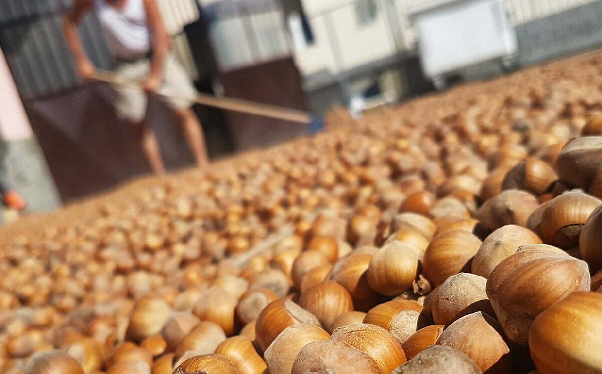 Allarme nocciole: raccolto dimezzato e dolci più cari che mai