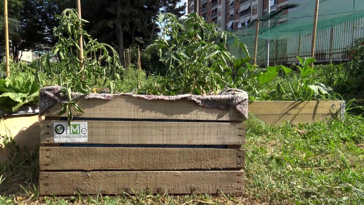 Da coltivazioni a spazi didattici: gli orti urbani della Circoscrizione 7 cambiano forma