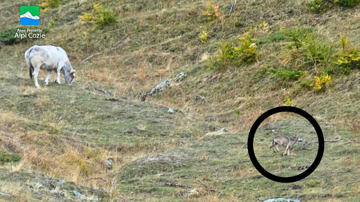 Nel cerchio, il lupo che ha morso un pastore, fotografato dai guardiaparco 