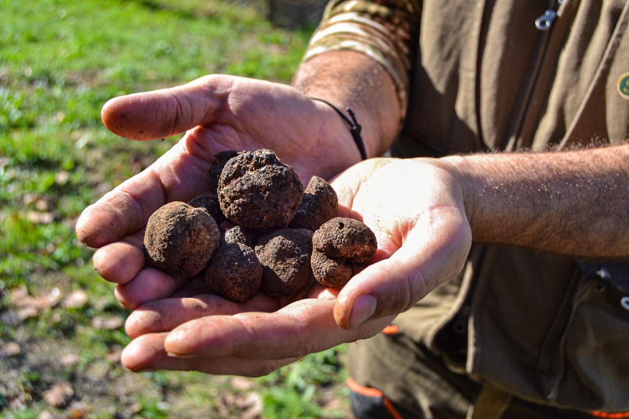 Il Piemonte celebra il tartufo: da oggi prende il via la stagione di raccolta 2025-2026