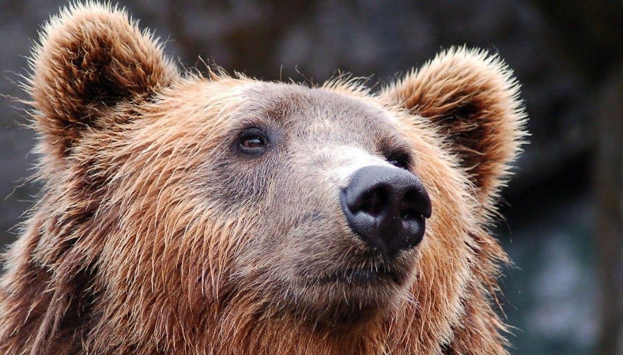 Mettere il collare a lupi e orsi: il Parco Val Grande vuole monitora la fauna selvatica