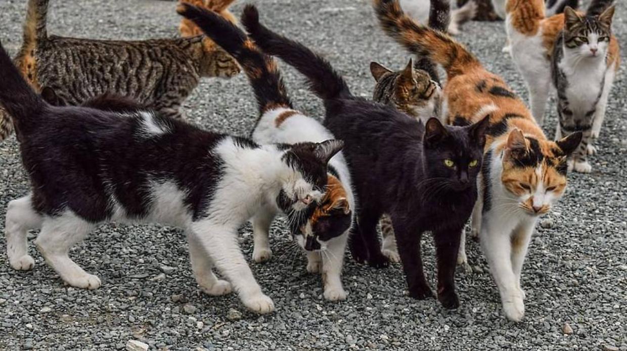 Il Piemonte investe sulle colonie feline: la Regione finanzia 22 progetti comunali