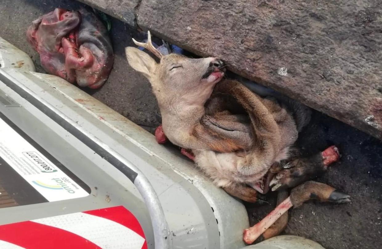 Resti di due animali sventrati per strada «Barriera di Milano non è un mattatoio»