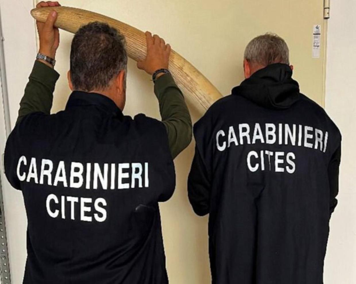 Blitz nel laboratorio del Torinese, sequestrate cinque zanne di elefante africano 