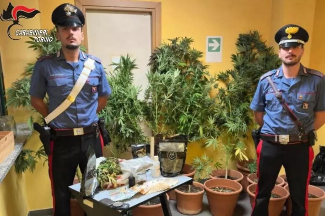 Scoperta piantagione di marijuana a Chieri: 41enne arrestato dai carabinieri