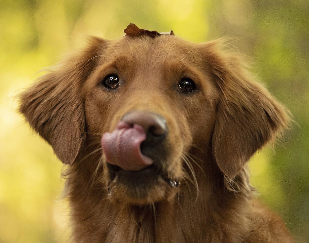 A Collegno due incontri gratuiti sull'adozione consapevole del cane