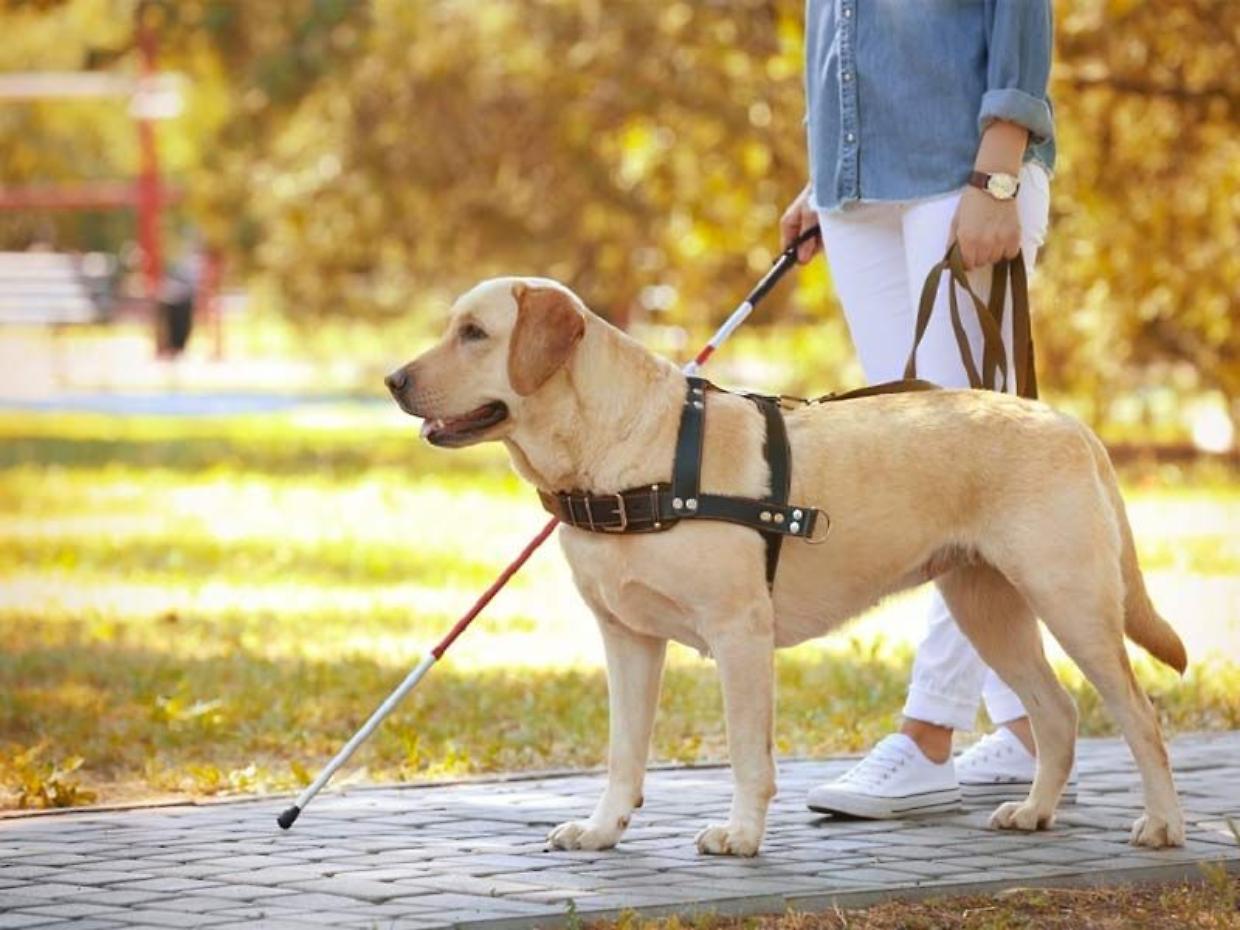 Cani d’assistenza: al via il riconoscimento ufficiale in Italia