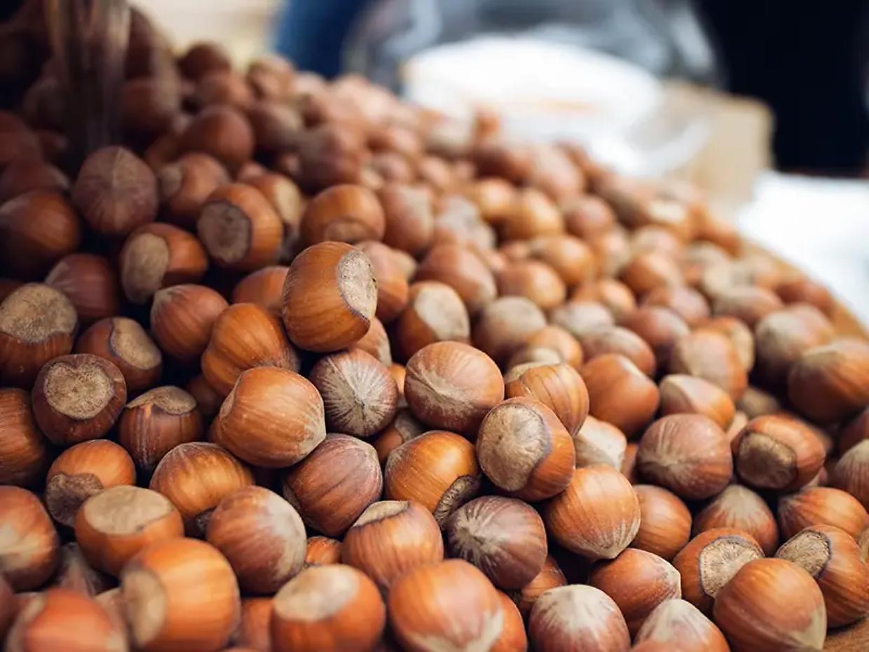 Nocciole in crisi, raccolti in caduta libera nell’Astigiano: Confagricoltura chiede aiuti urgenti al Governo