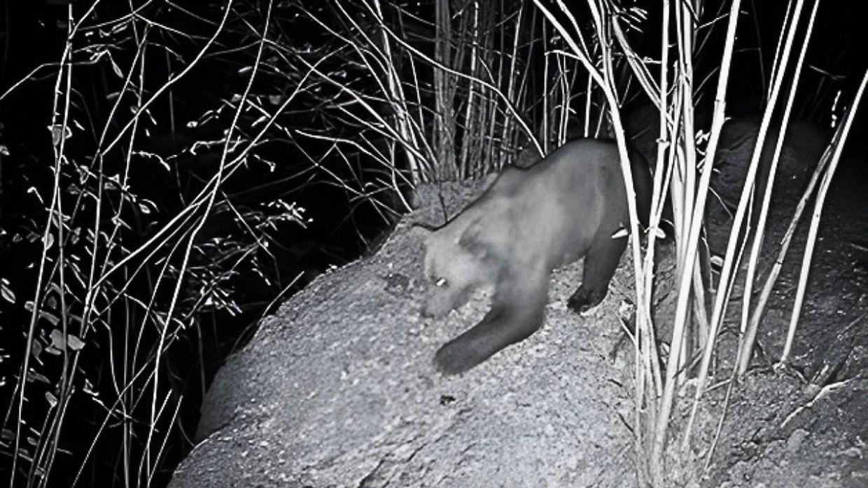 Spunta un altro orso in Piemonte? Ci sono feci e foto ma nessuna certezza