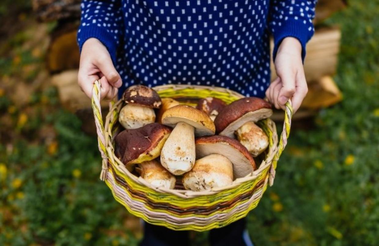 Funghi in Piemonte: dove nascono, come trovarli e come essere sempre in regola