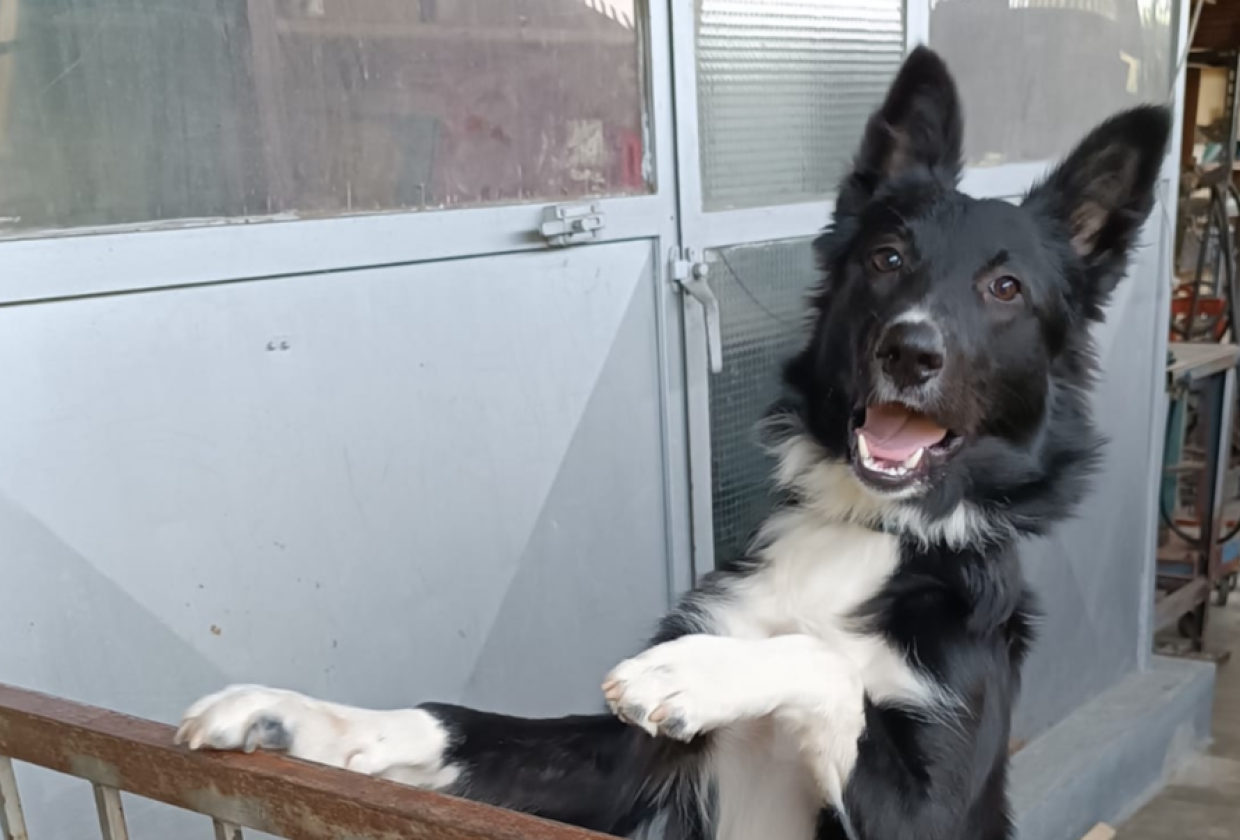 Un cucciolone esuberante e pieno di vita