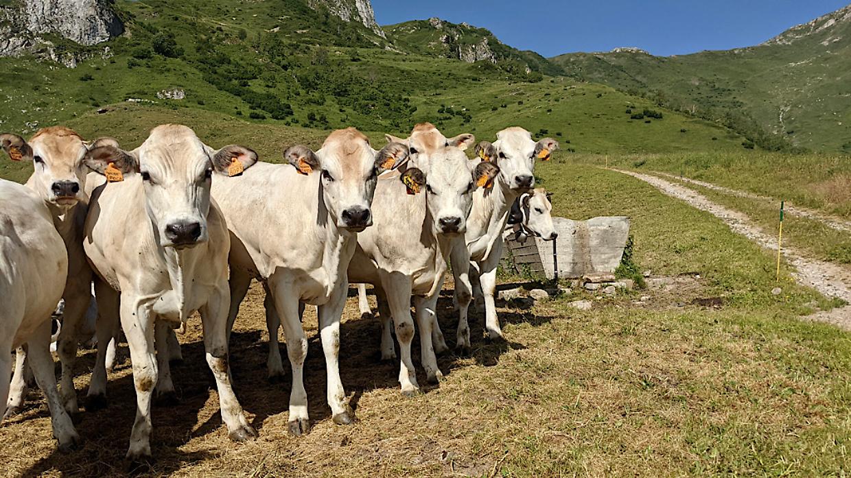 Piemonte, il pascolo in quota si allunga di 10 giorni: un aiuto concreto per chi vive la montagna