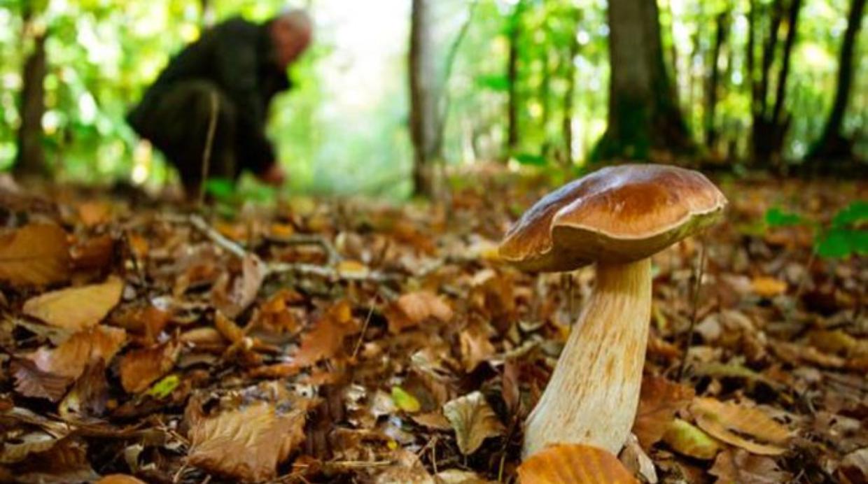 Fitta vegetazione e disorientamento: un altro cercatore di funghi salvato dai vigili del fuoco