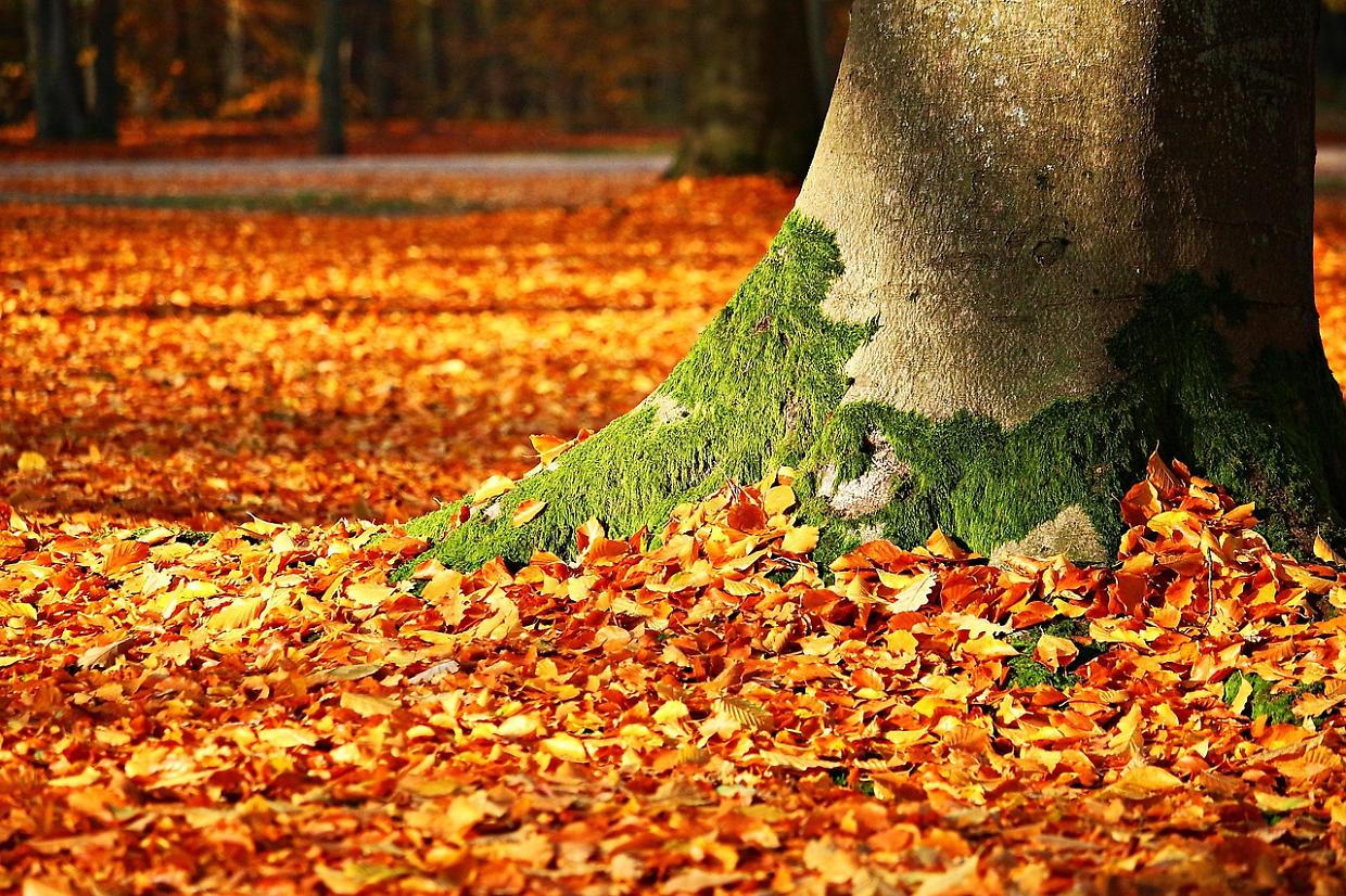 Autunno da scoprire tra Oropa e il Parco Burcina: visite guidate per ammirare il fall-foliage