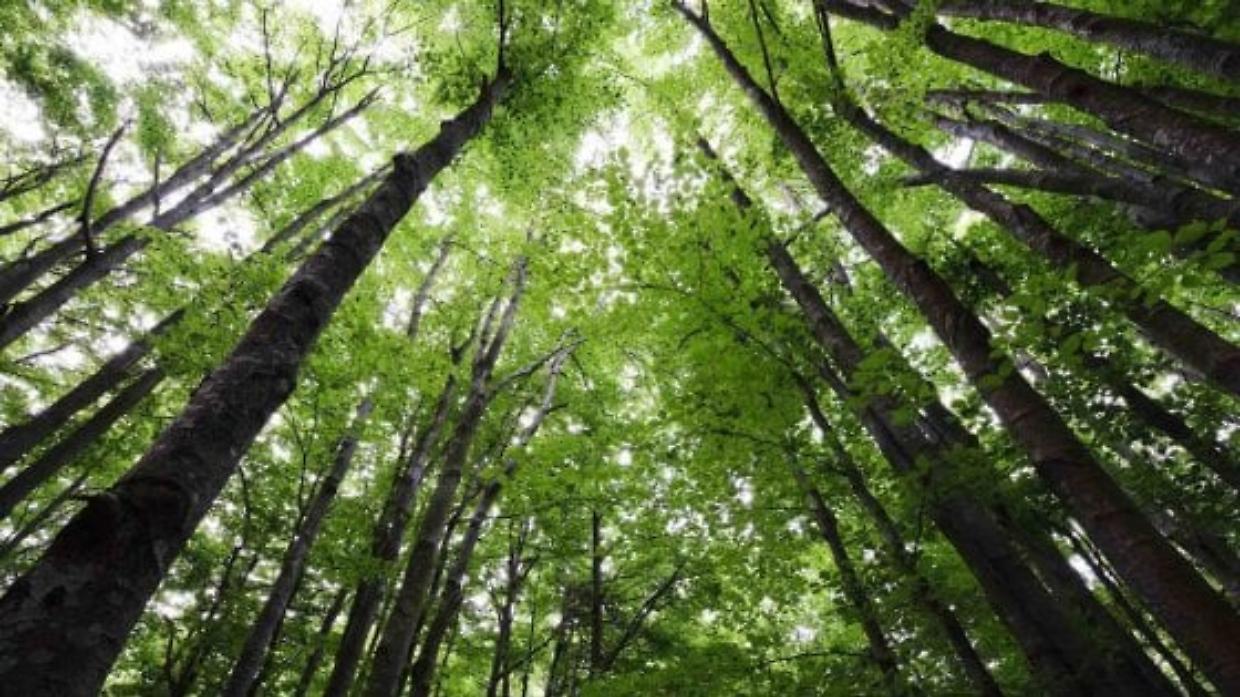 Boschi del Canavese, scontro tra sindaci e scienziati: “Le nuove regole servono a salvare le foreste”