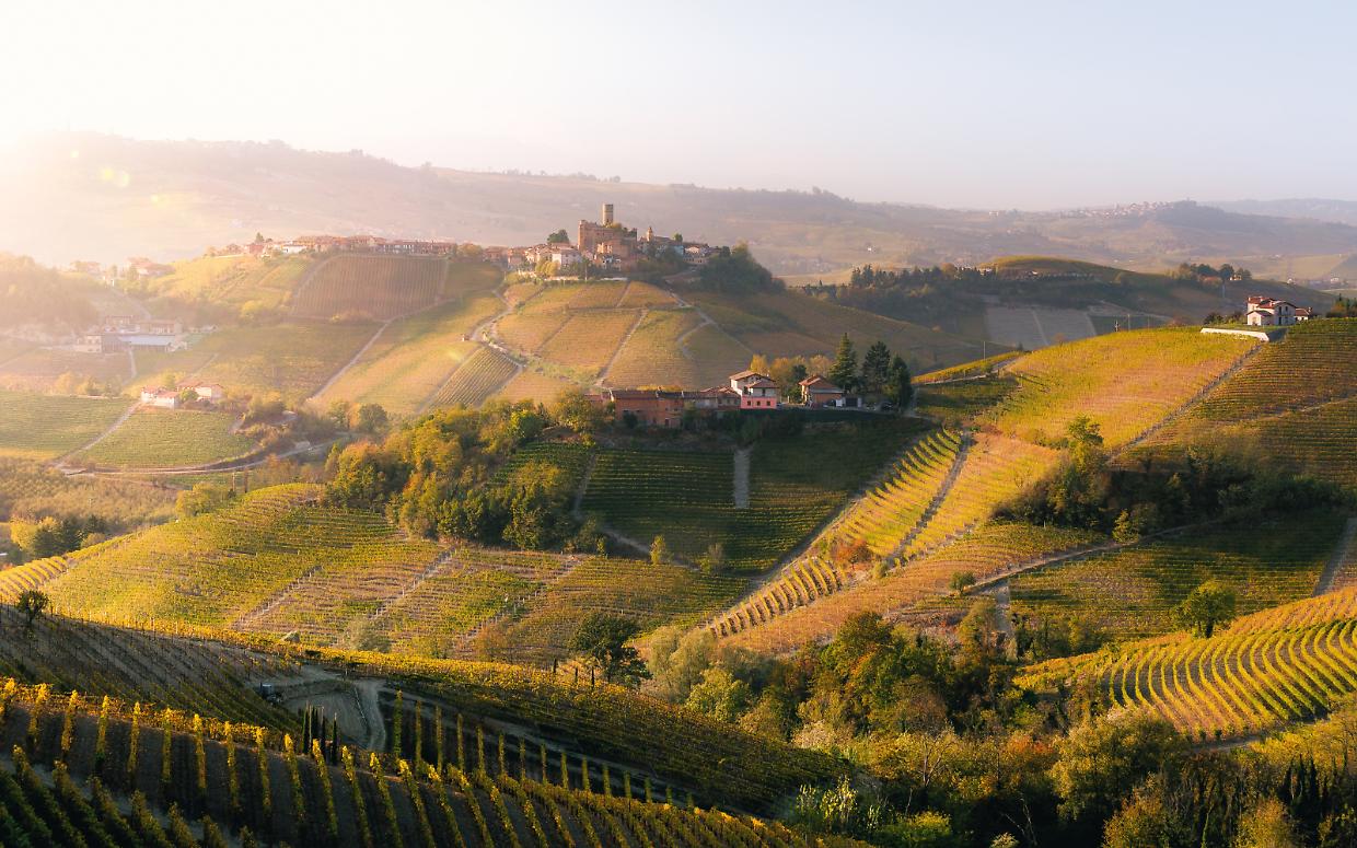 Langhe, vendemmia del Barolo 2025: qualità eccellente e ottime prospettive di affinamento