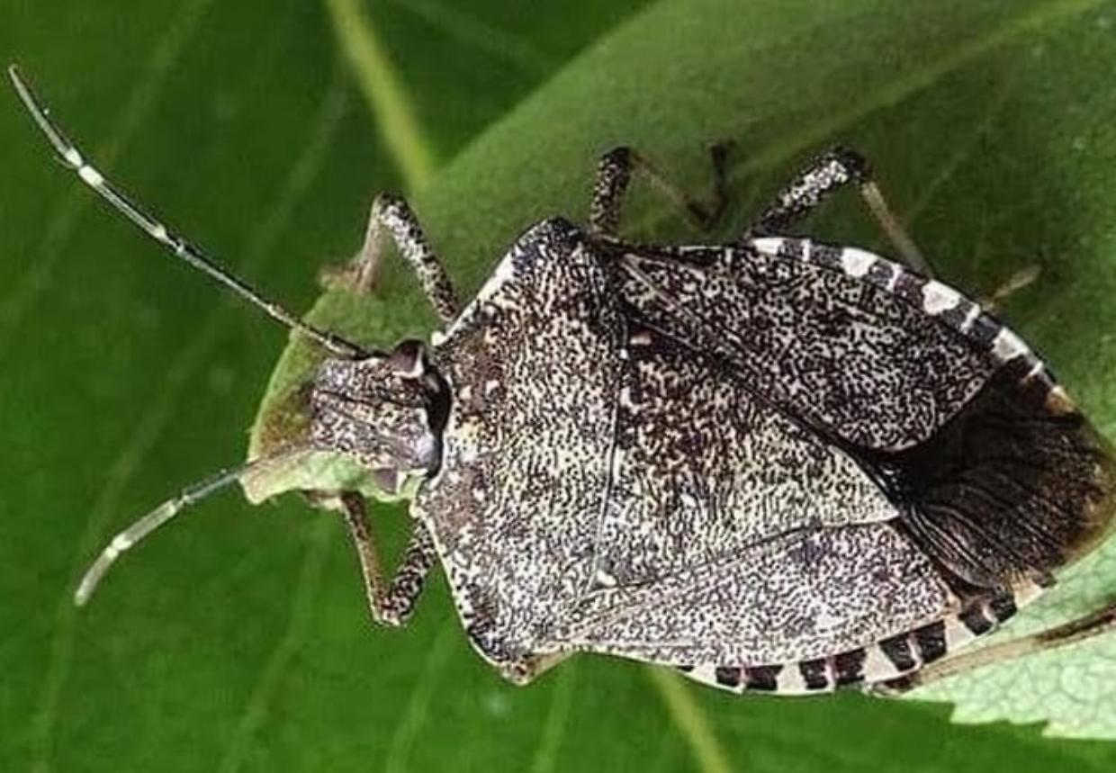 Piemonte, tornano le cimici asiatiche: come difendersi dai fastidiosi insetti d’autunno