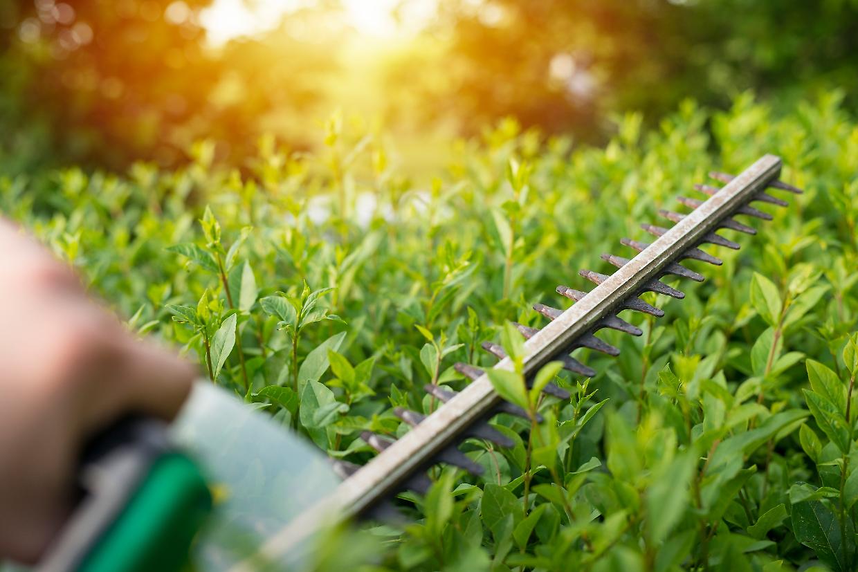 Cambiano cerca due cantieristi over 58: progetto di un anno per ambiente e natura