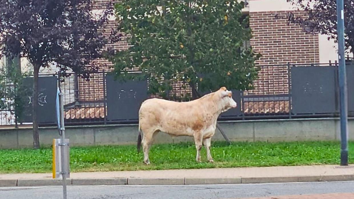 La buona notizia: il toro (che in realtà era una mucca) in fuga dal mattatoio è salvo