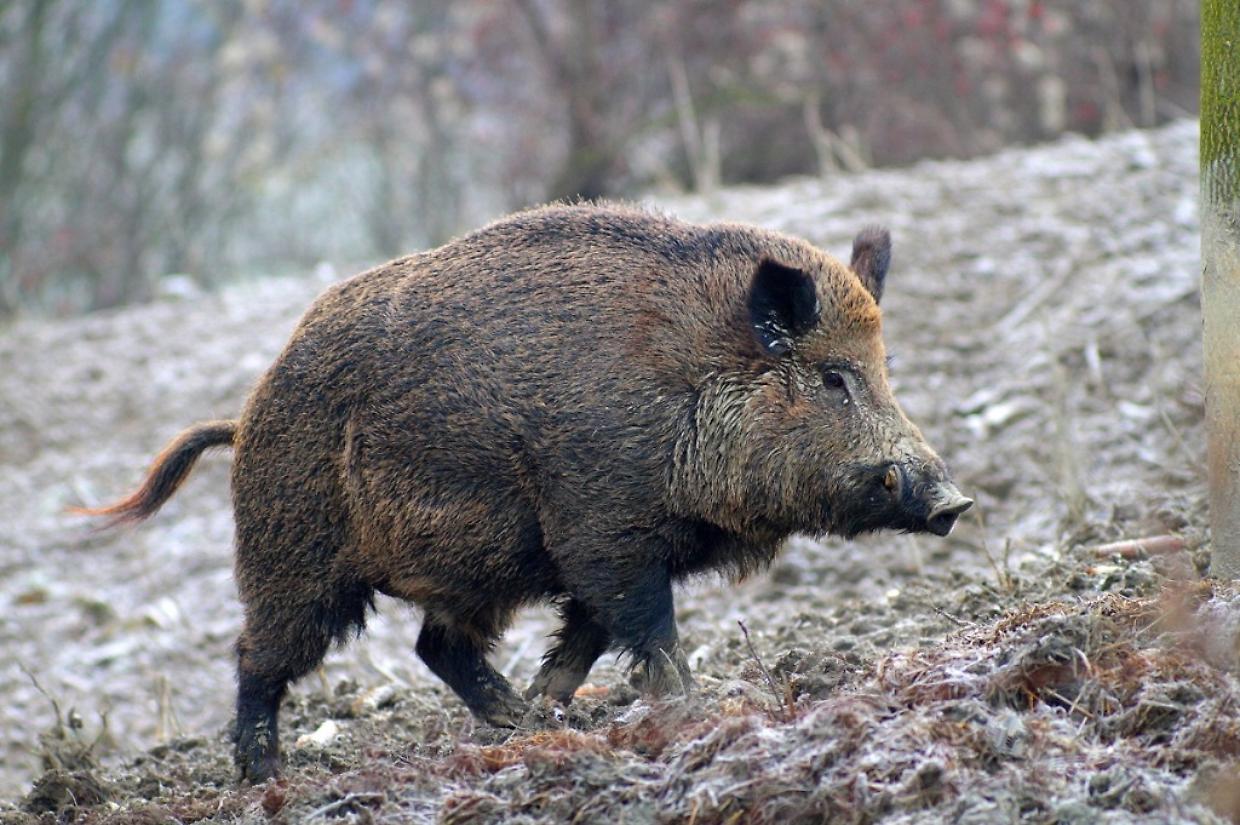 Scontro nella notte ad Alessandria, cinghiale finisce contro un auto