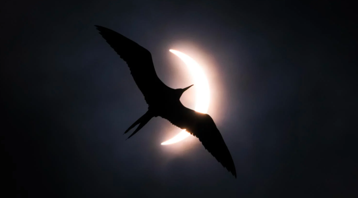 Bird Photographer of the Year: le foto di uccelli più spettacolari arrivano al Forte di Bard