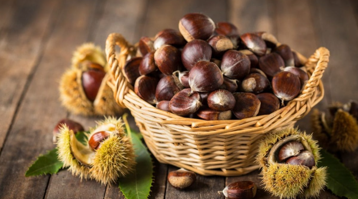 È tempo di castagne: nel torinese quasi 1800 quintali 