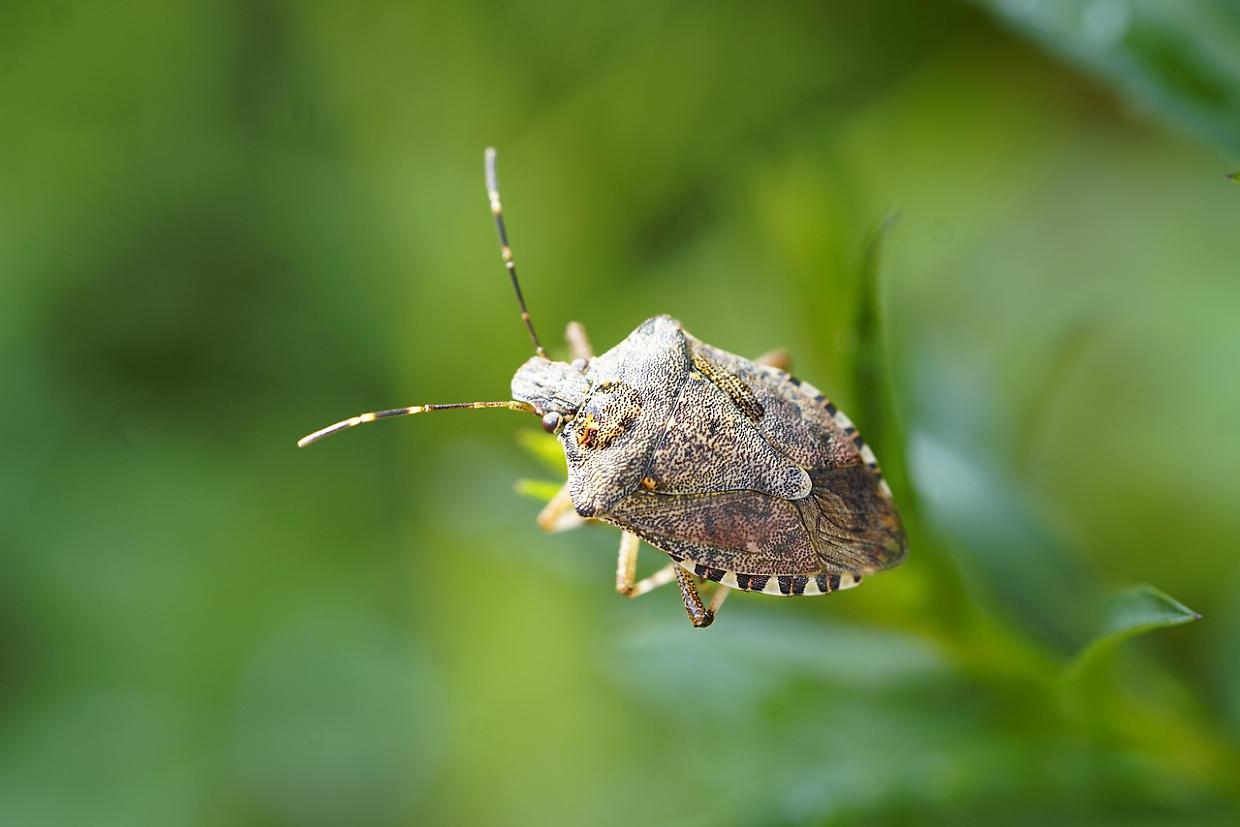 Cimice verde o asiatica? Ecco le caratteristiche di queste due specie autunnali fastidiose