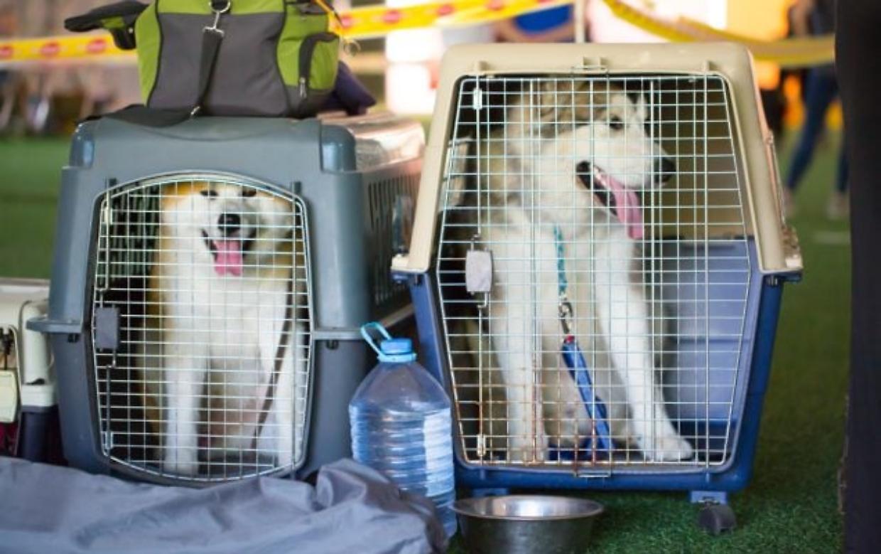 Cani in stiva: la Corte UE li considera come dei qualsiasi "bagagli da imbarcare"