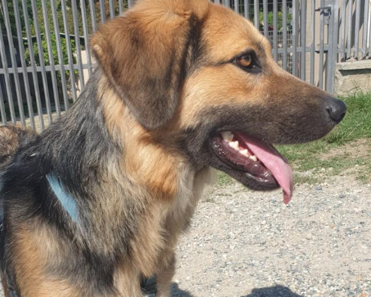 Coccole, giochi e aria aperta: la giornata ideale per un cucciolo