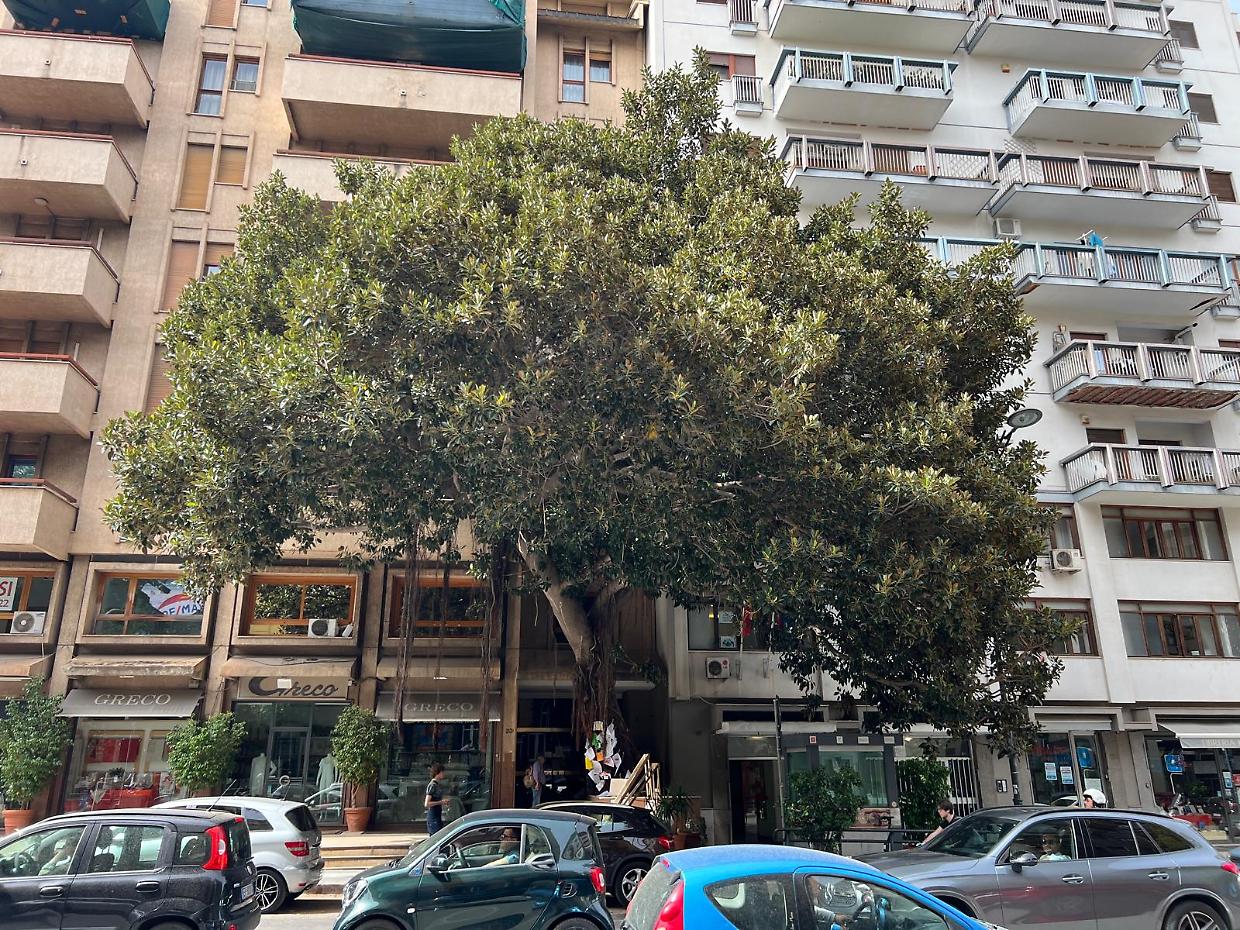 Il Piemonte accoglie l’Albero di Giovanni Falcone