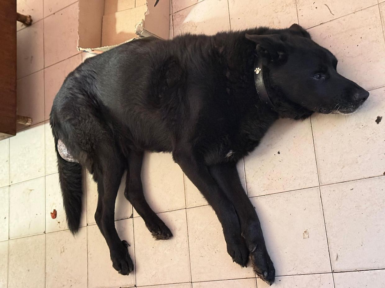 E’ malato e lo abbandonano. Ma Jack resta ai suoi padroni