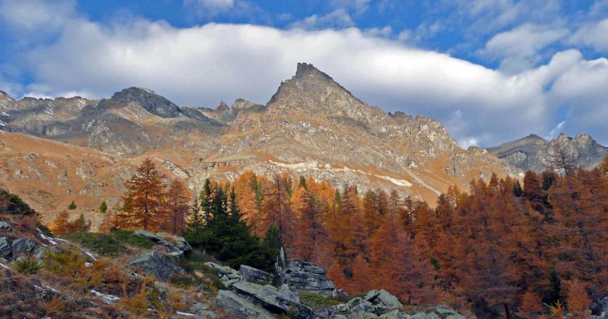 Dal giallo dei larici al rosso dei faggi: lo spettacolo del foliage arriva al Gran Paradiso