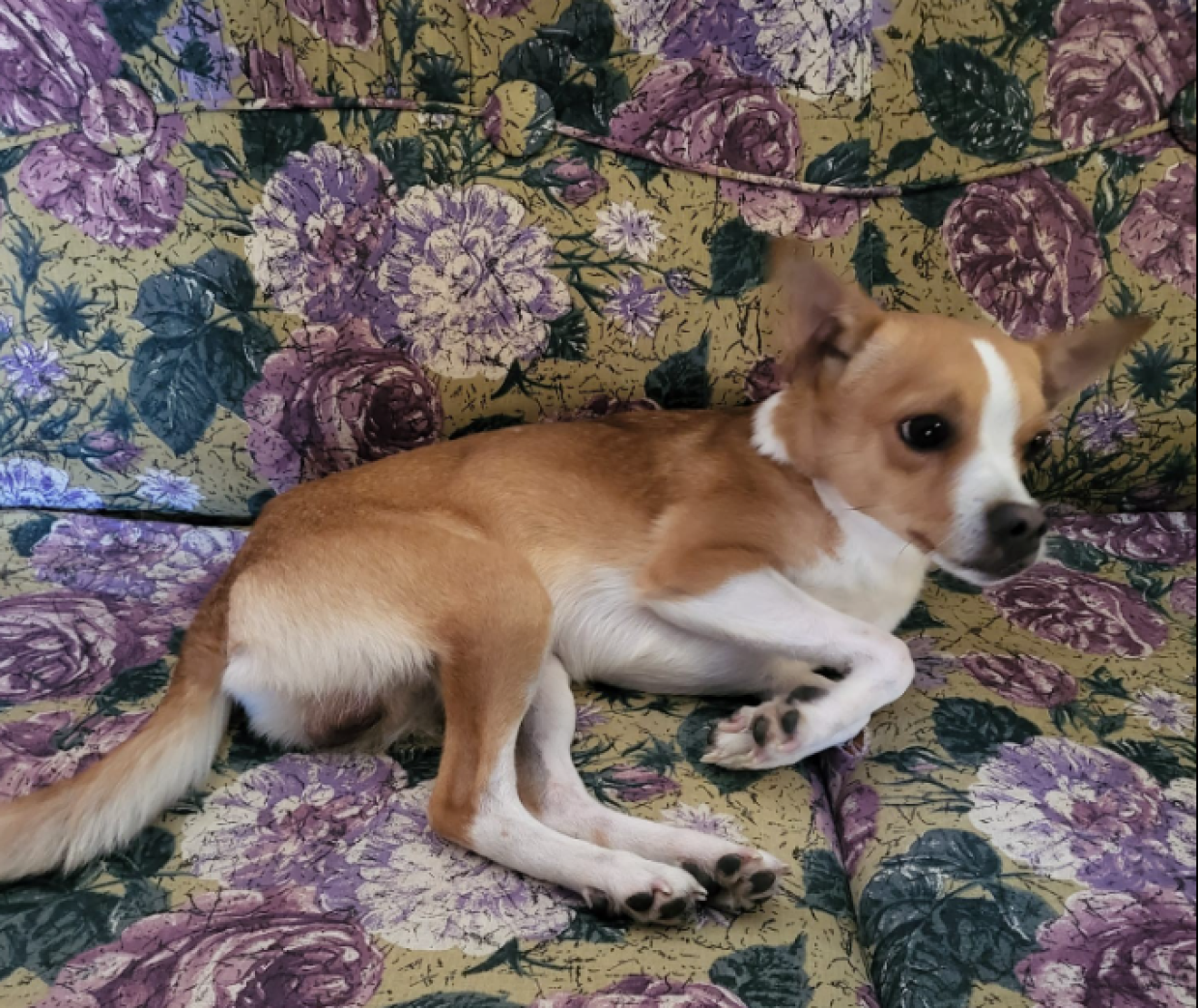 Topolino, sta per essere cacciato