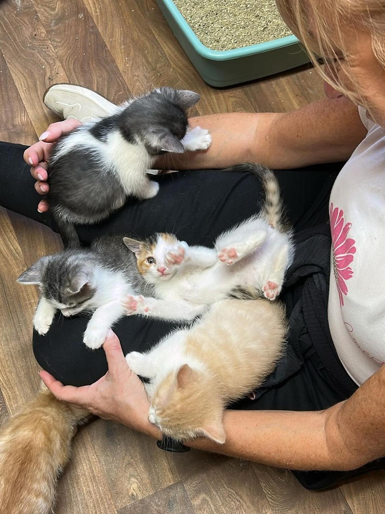 Susa, inaugurato il nuovo Rifugio Micioso per i gatti randagi e abbandonati