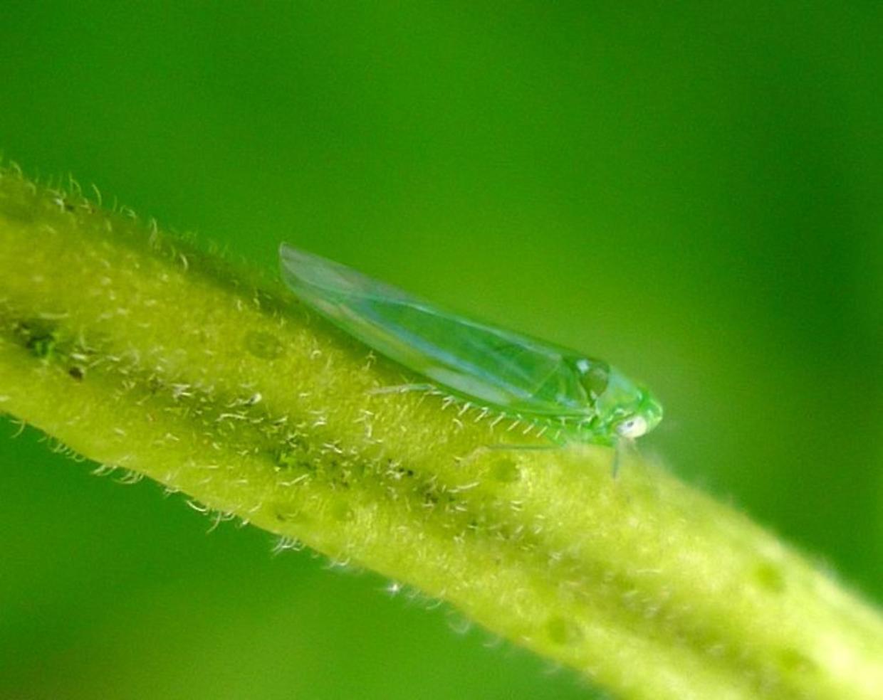 Vigneti sotto pressione: nel 2025 si registra un'eccezionale proliferazione di insetti