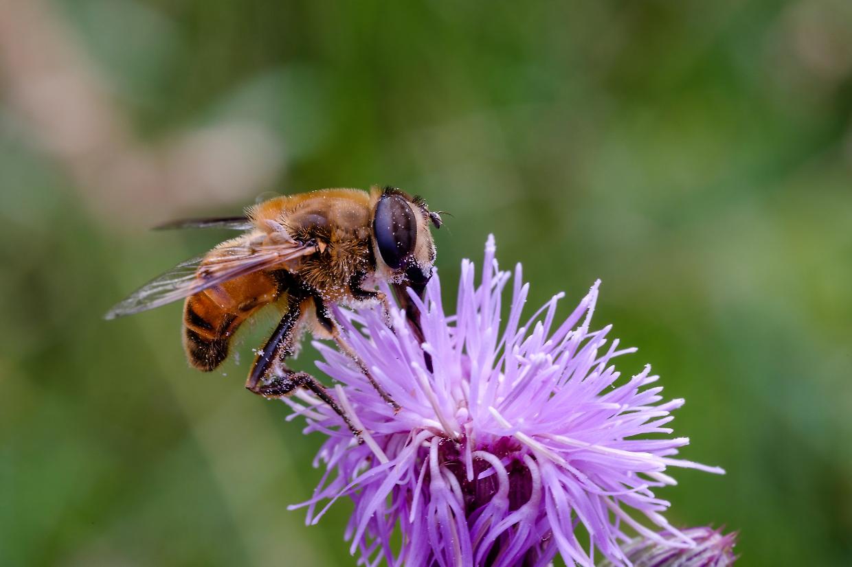 L'Italia si unisce per salvare gli insetti impollinatori: nasce LIFE PolliNetwork