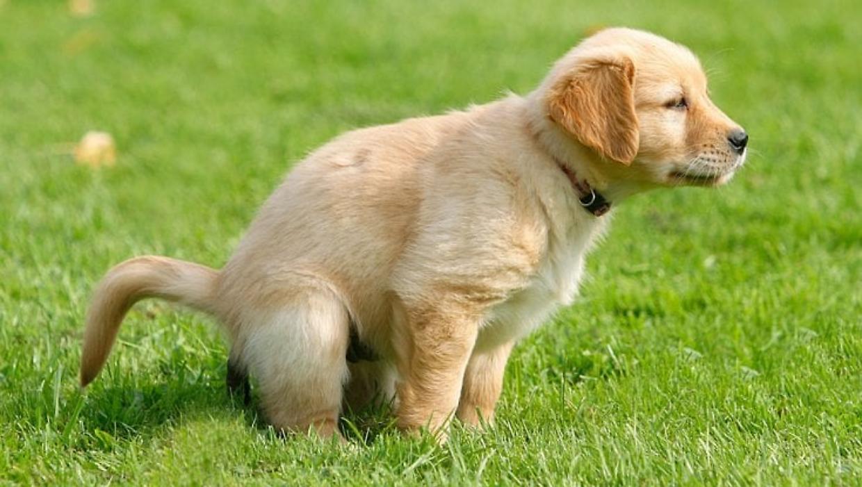 Venaria Reale, escrementi dei cani non raccolti: maxi multa da 1.200 euro