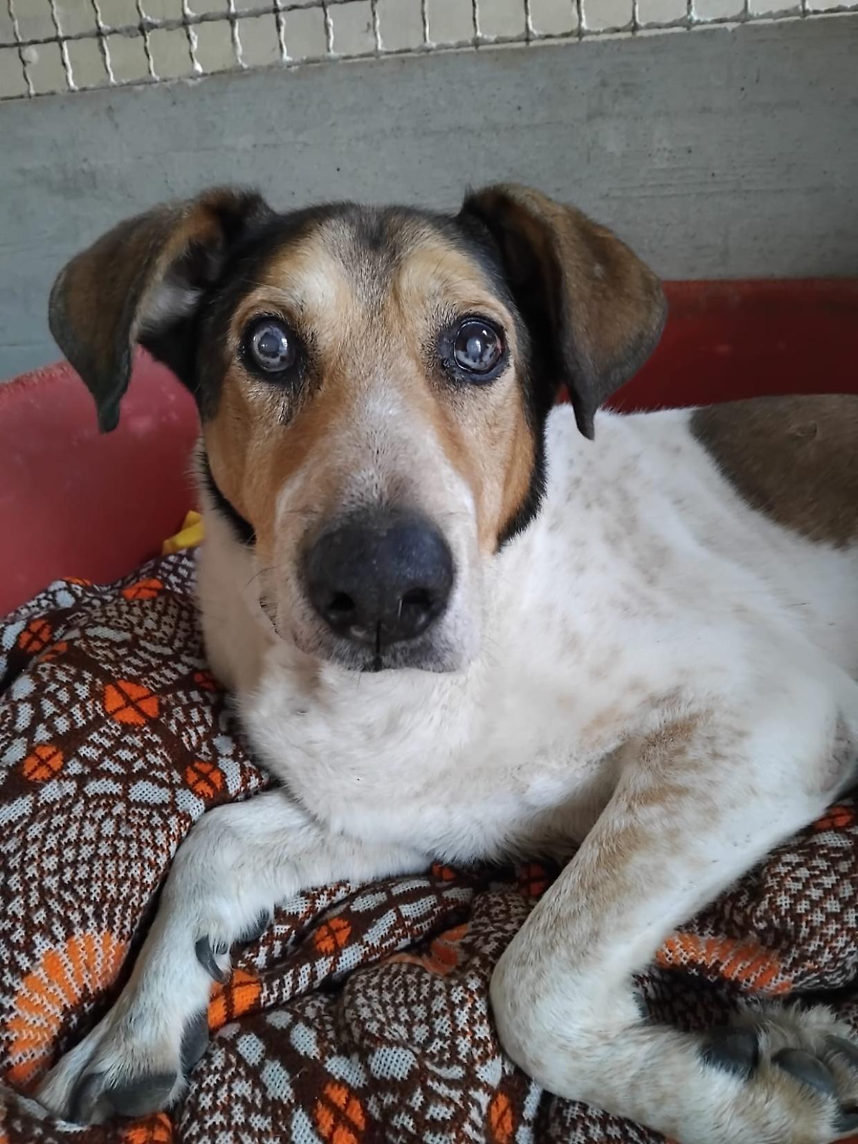 Zagor, un dolce nonnino in cerca di amore e serenità