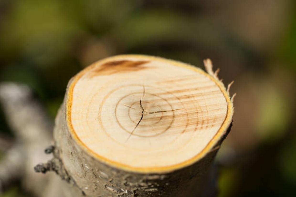 Convegno sulla filiera corta del legno a Bardonecchia il 10 novembre
