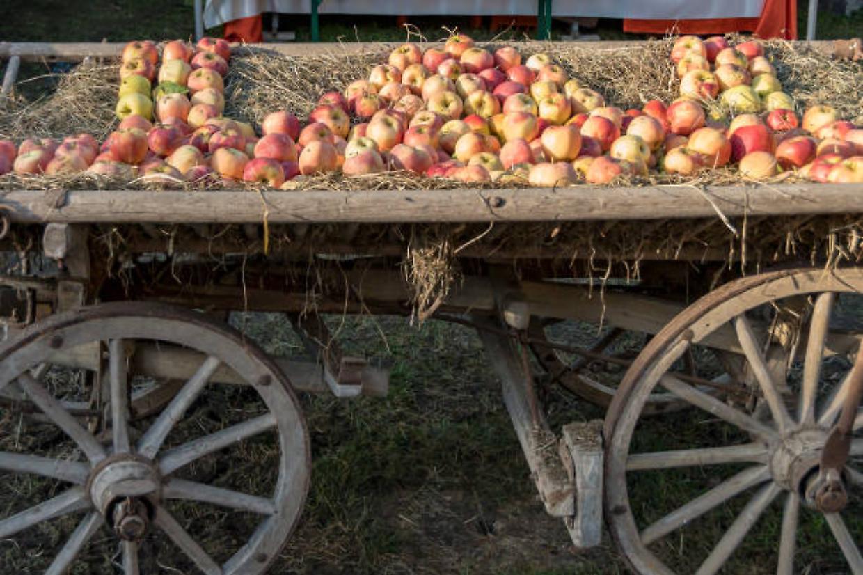 Festa d’Autunno a Piossasco