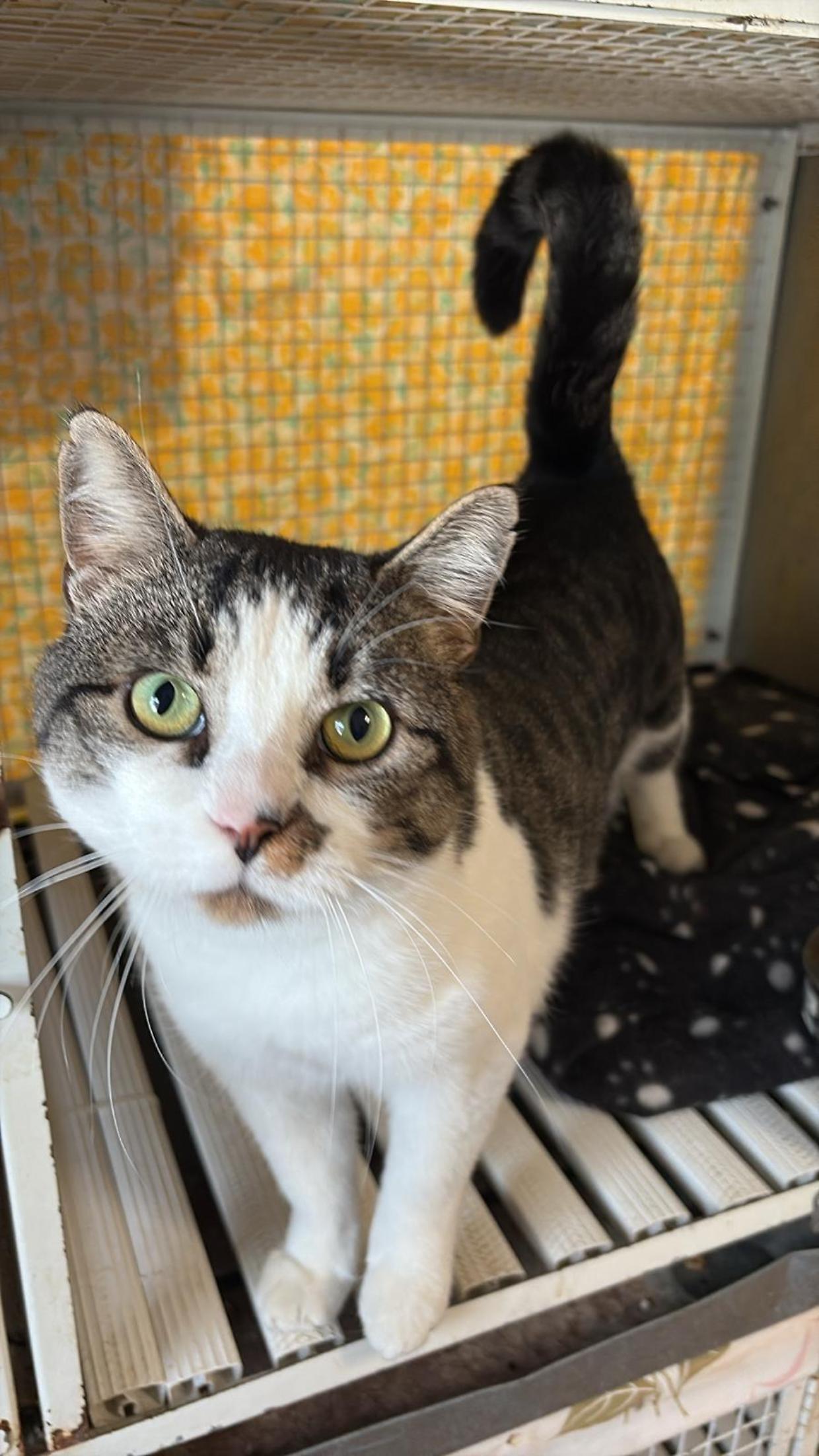 Camillo, un cuore buono che conquista con la sua dolcezza