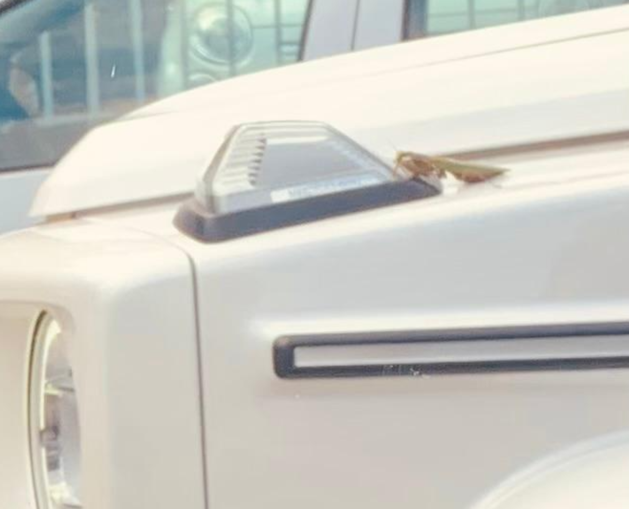 La mantide religiosa salvata dai vigili in via Pianezza