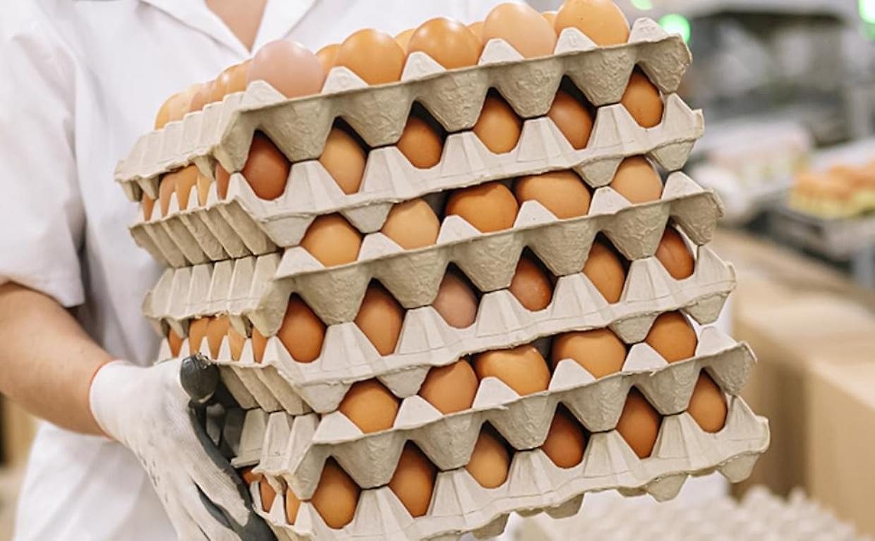 Allerta alimentare: ritirate uova biologiche per sospetta contaminazione