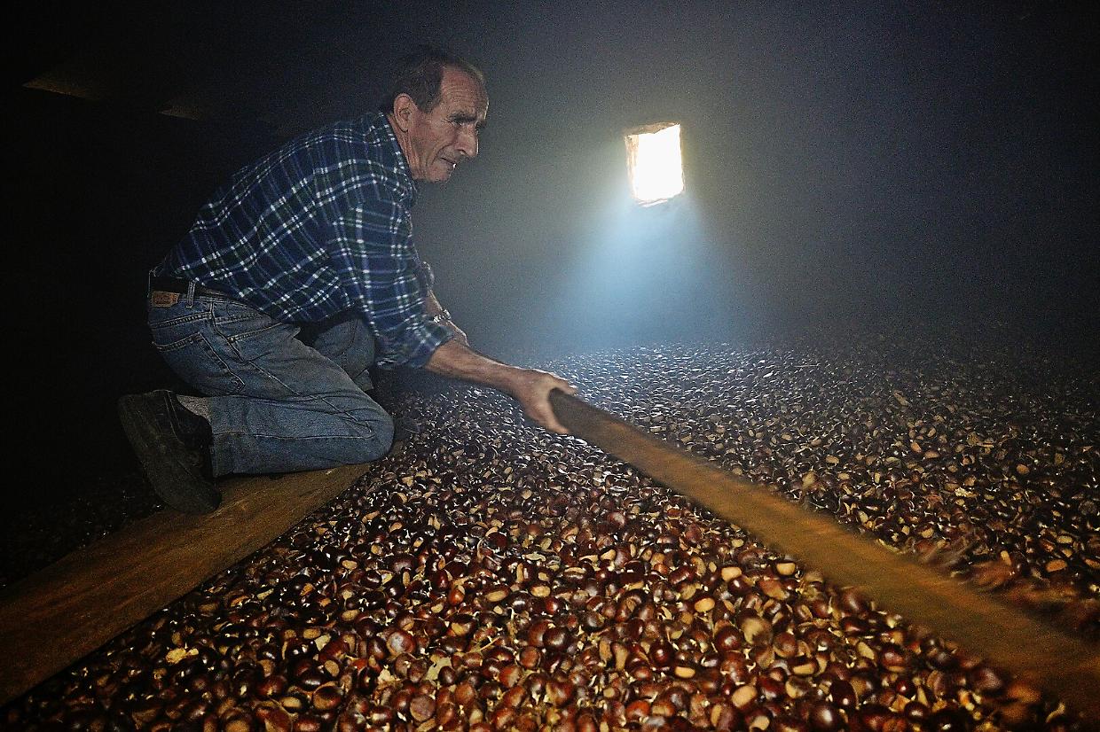 Val Pellice, stagione deludente per la raccolta delle castagne: «Cinquanta quintali prodotti, ma superavamo i duecento»