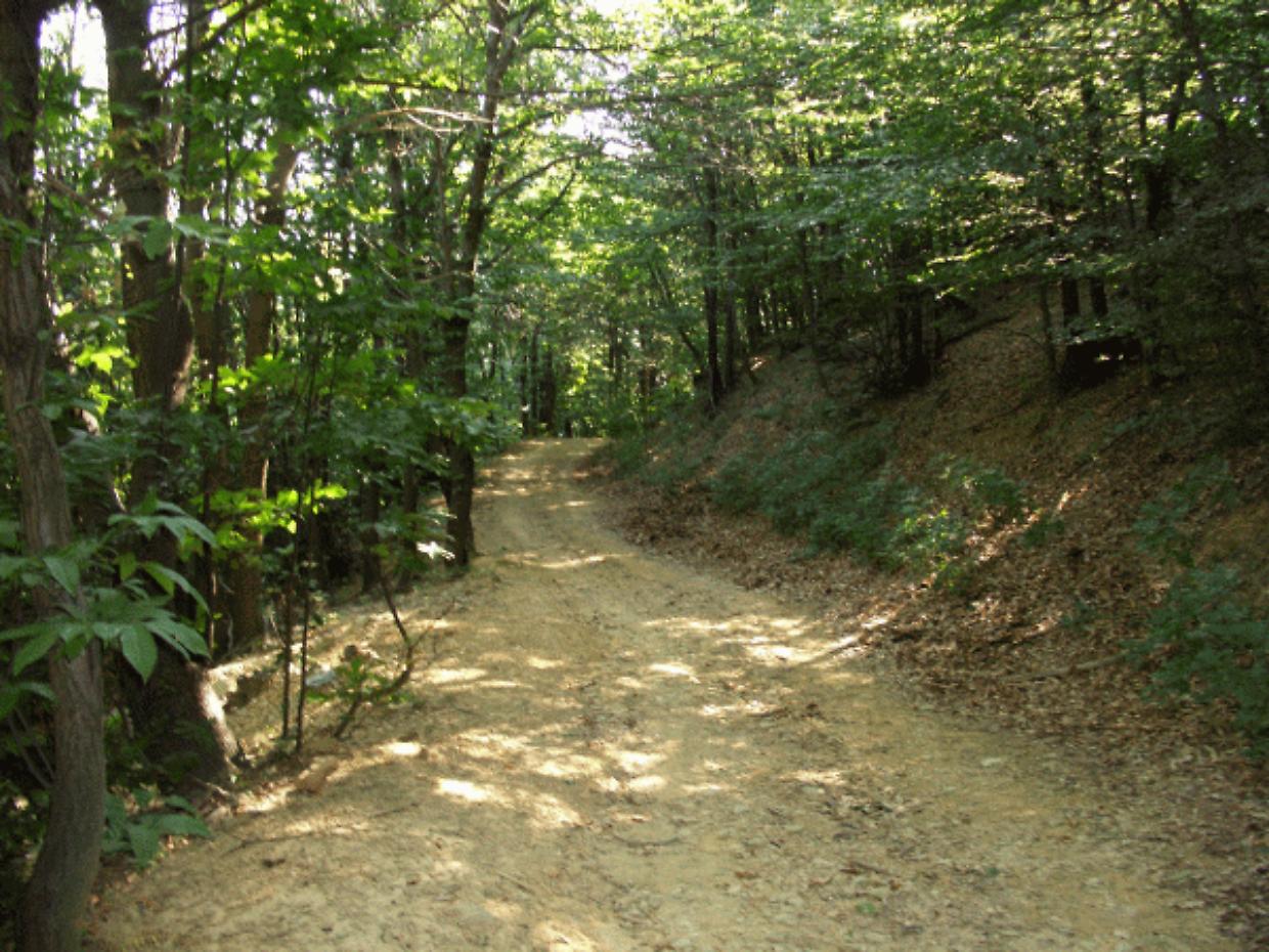 Giallo a Pietra Marazzi, trovato il corpo di un uomo nella boscaglia vicino al Tanaro